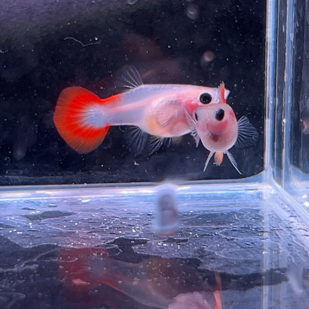 孔雀鱼琉璃玻璃猫一对