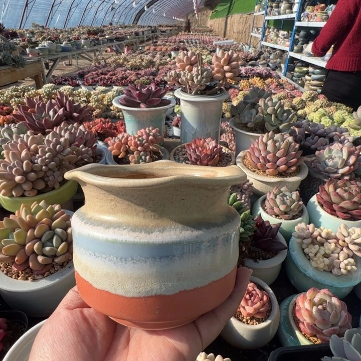 特价花盆满50发货内口9