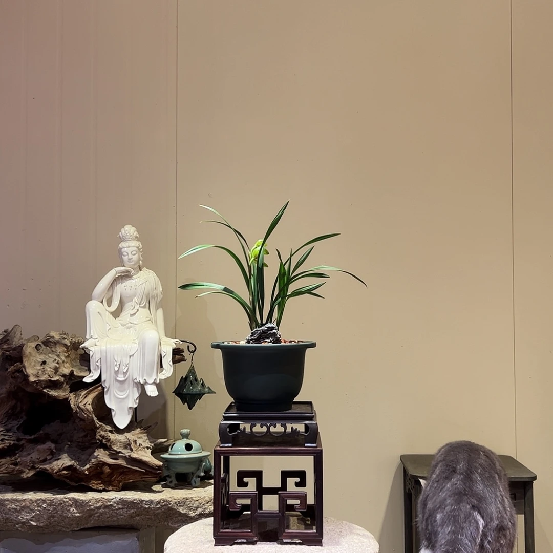 大部分花苞少量开放新春兰