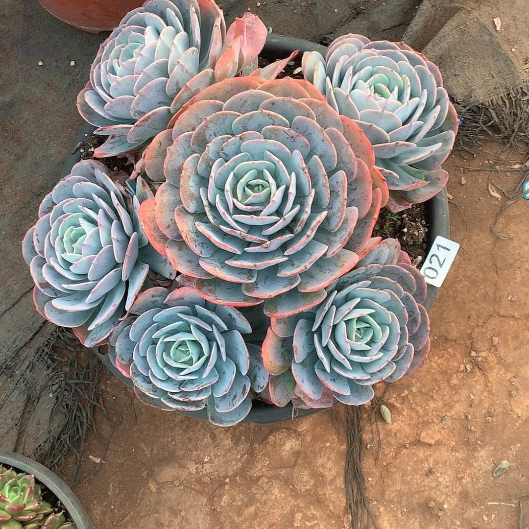 021台阁 一物一拍