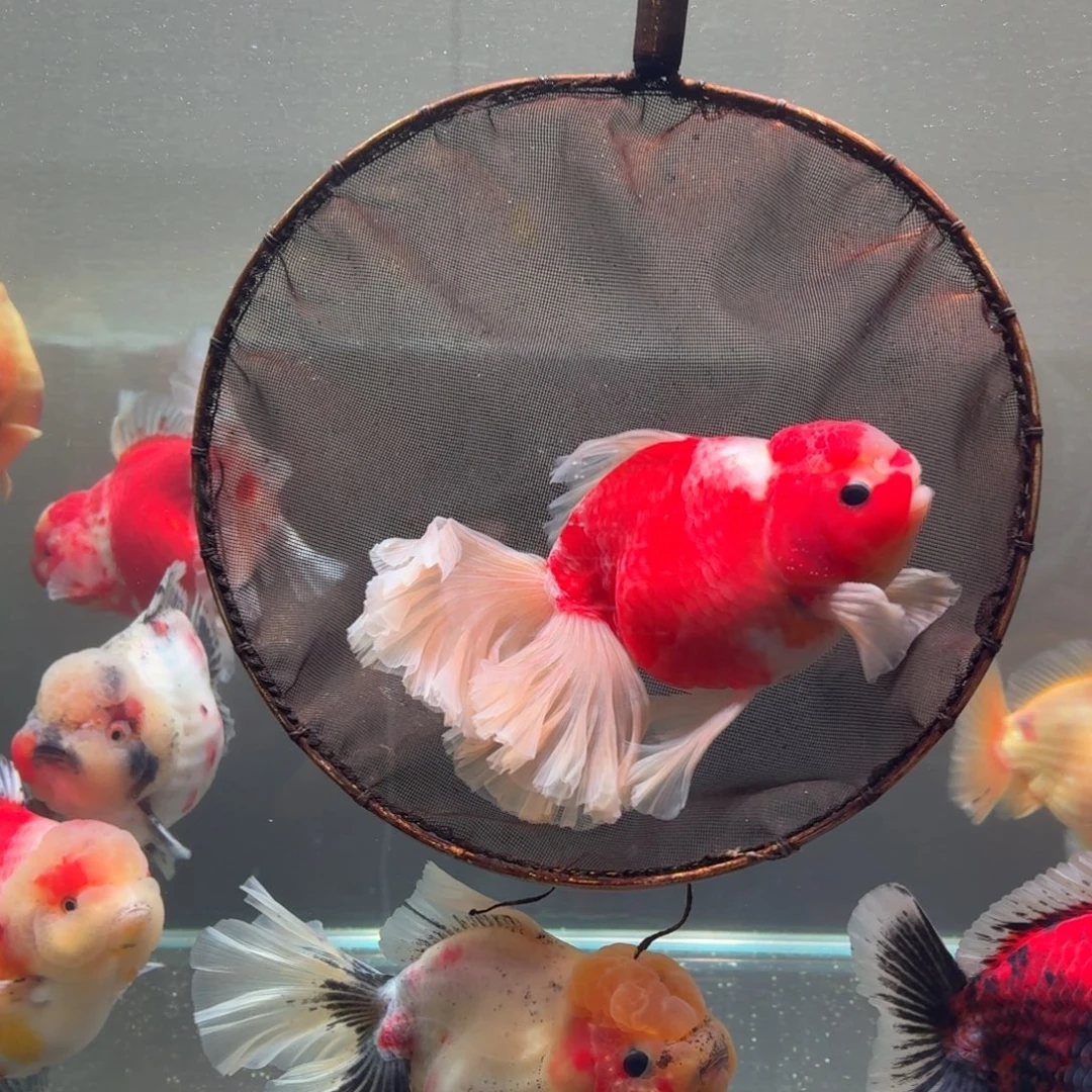 羊****海水鱼金鱼金鱼金鱼