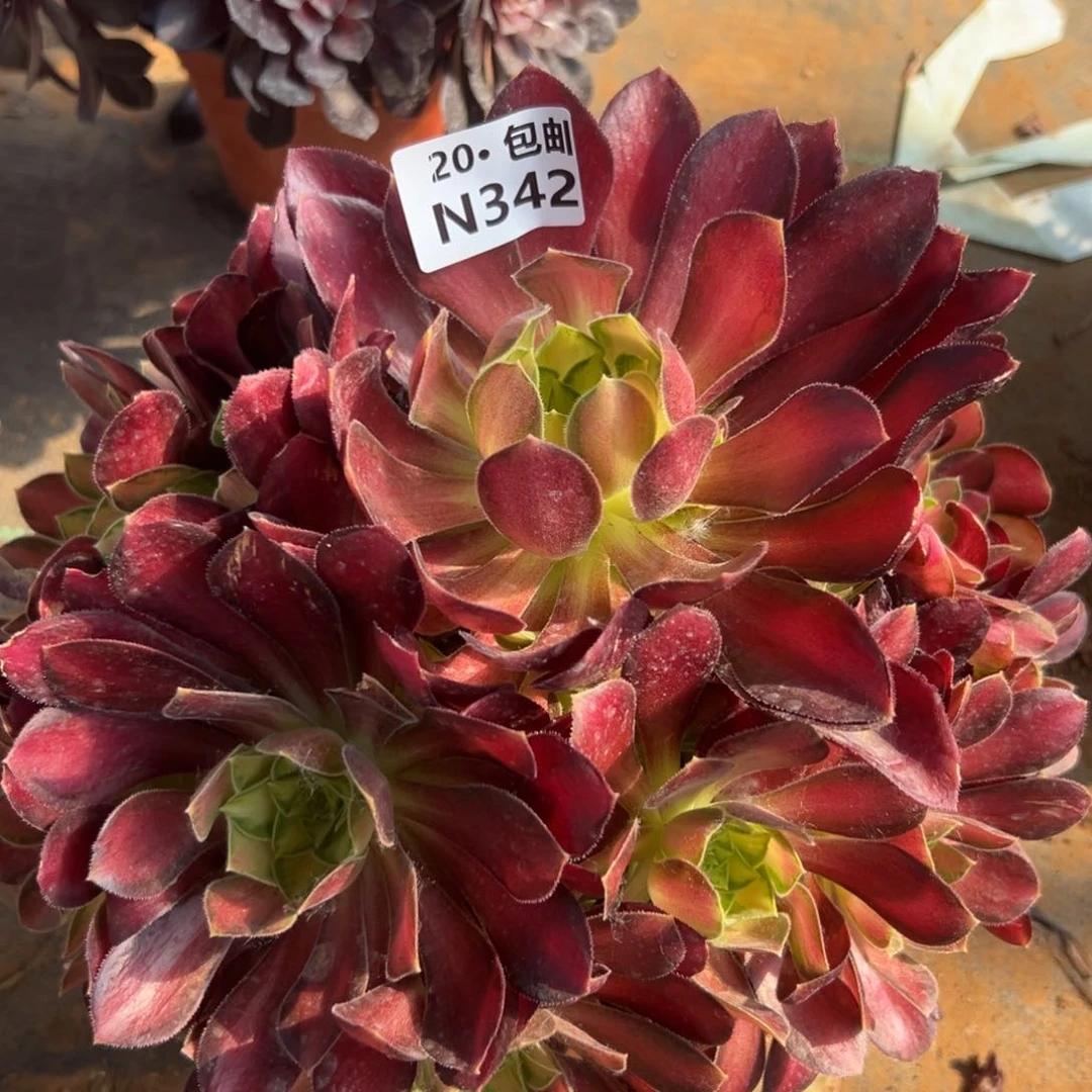 ?****?342韶華，多肉法师