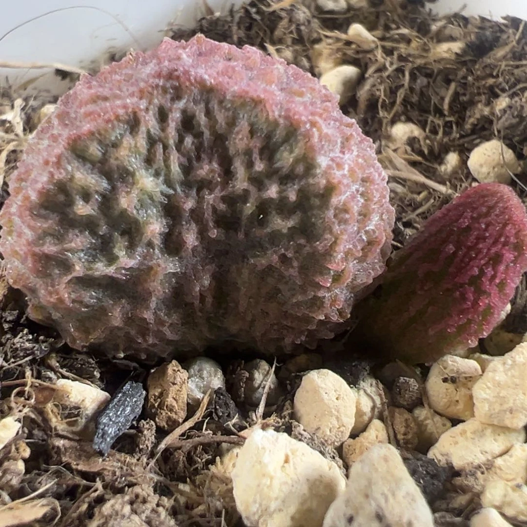 实生新品大苗多肉植物水泡