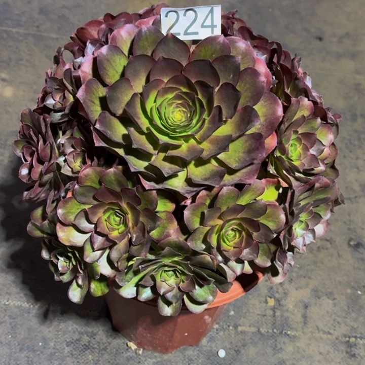 0000000224魅金玫瑰