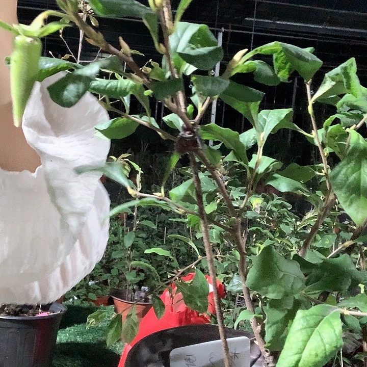 完全开放梦之雫29.9