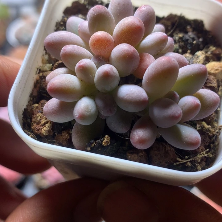 苹果奶多肉一物一拍