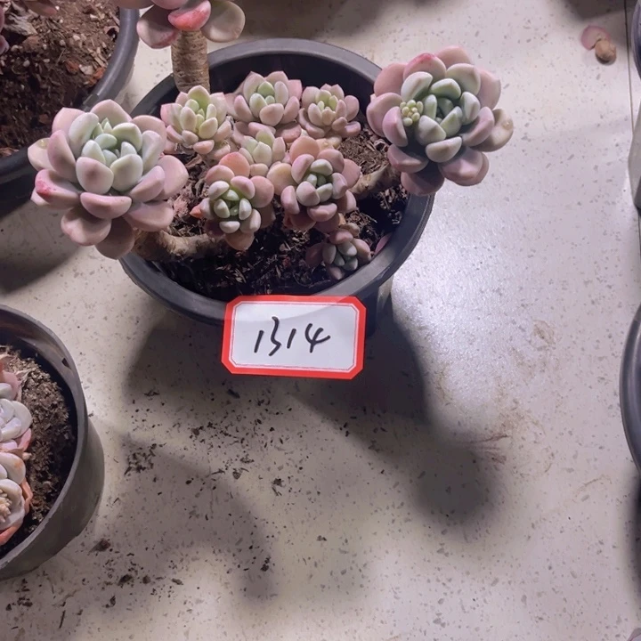 木*易1314花斑鹿多肉