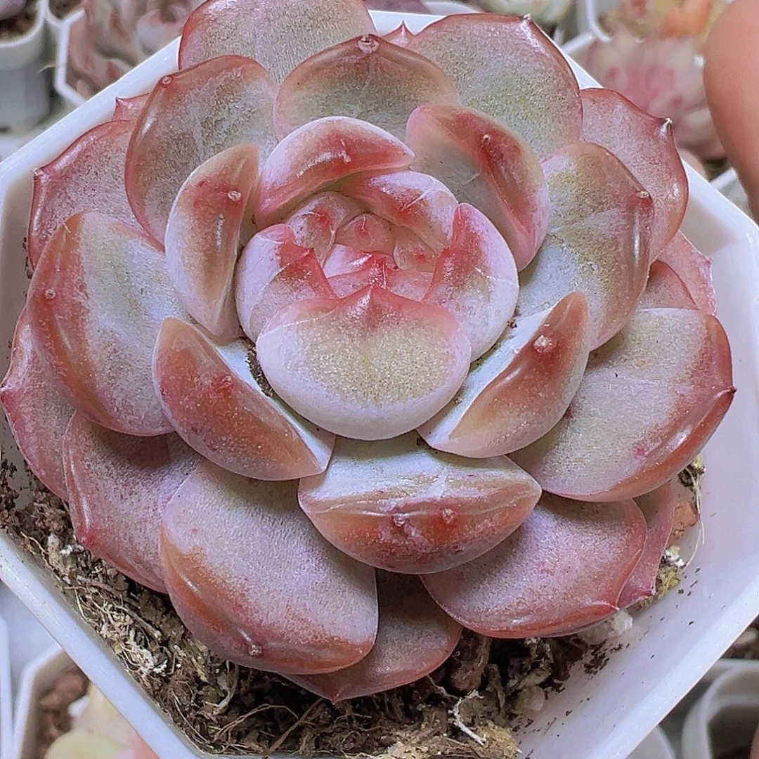 大包子红恋19包邮多肉植物