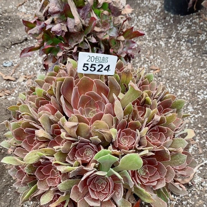 5524恶魔之吻多肉植物