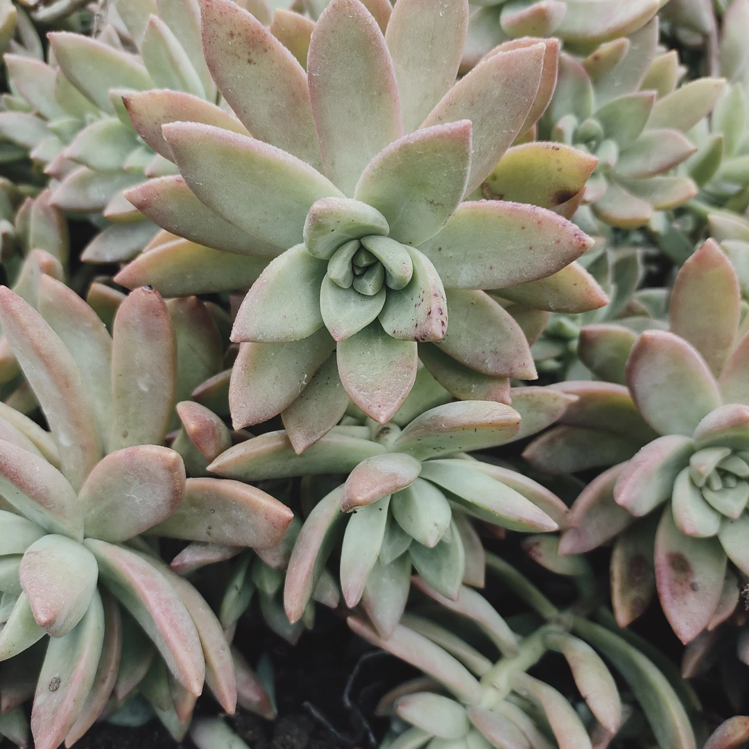 多肉植物大颗老桩(新疆西藏内蒙不包邮)