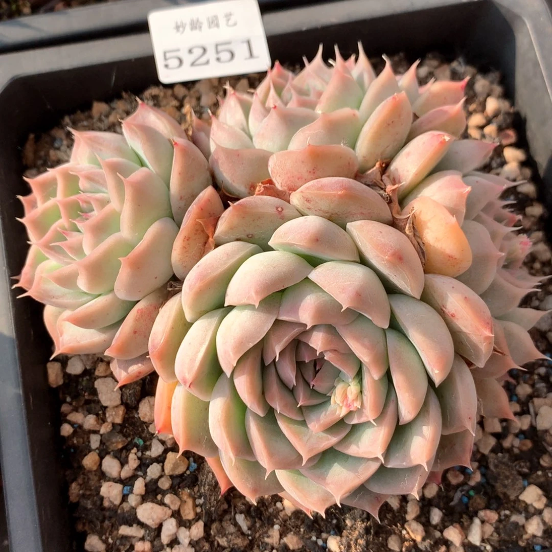 5251杂交多肉植物基地