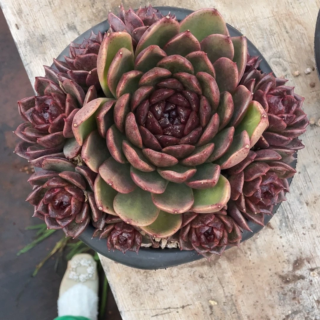 云***云多肉植物一物一拍