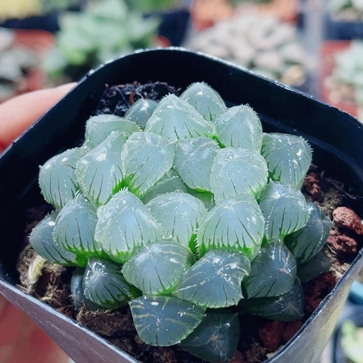 十二卷 蓝镜 冰灯 福利