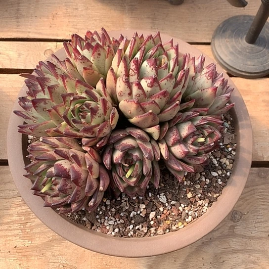 彩*每日特价活动开始啦