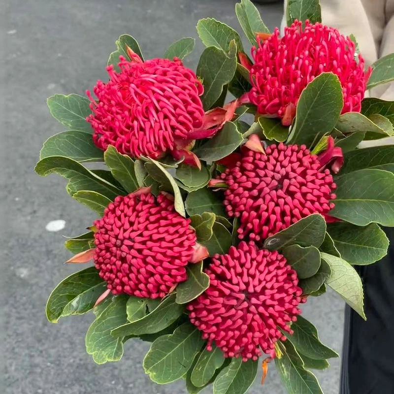 进口海神花鲜花家用插花室内水培鲜切花花束花材小众花材云南直发