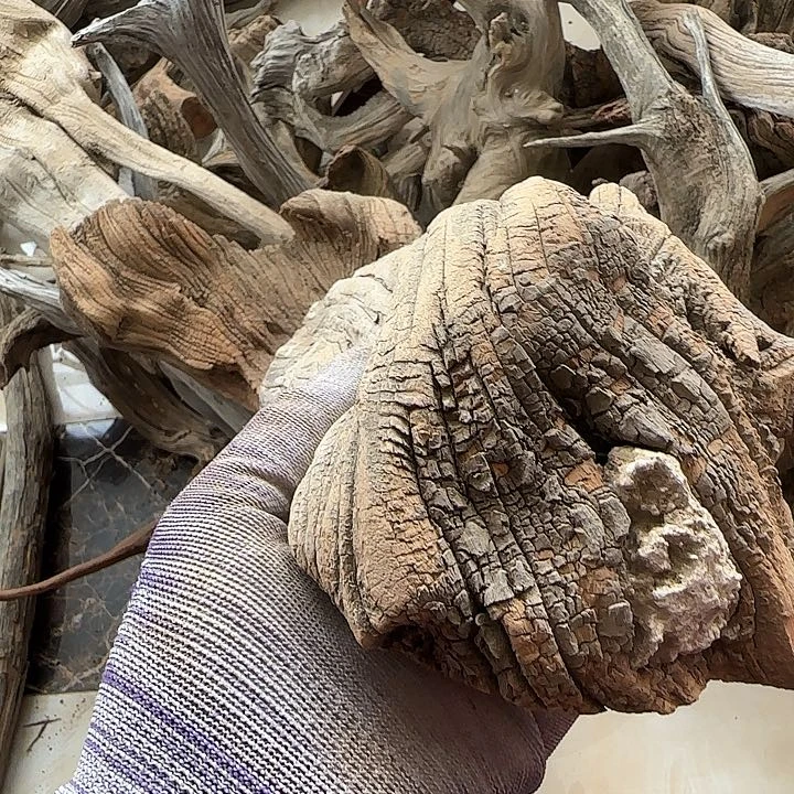 柏木小**木陈华到位坨坨疙瘩