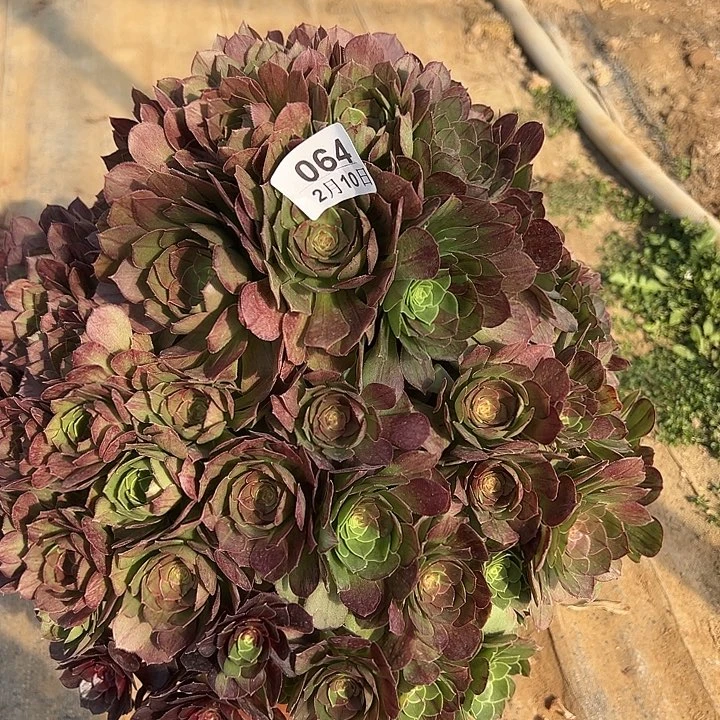 星*2.10-64换一颗差价