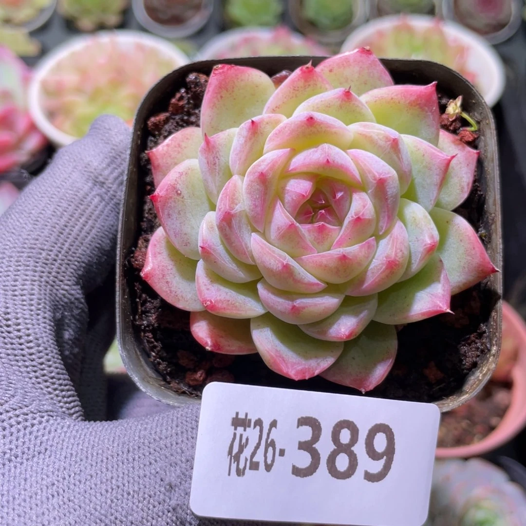 花利美26-389女王