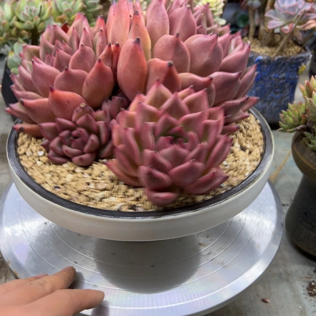 皮蛋68 零零多肉植物