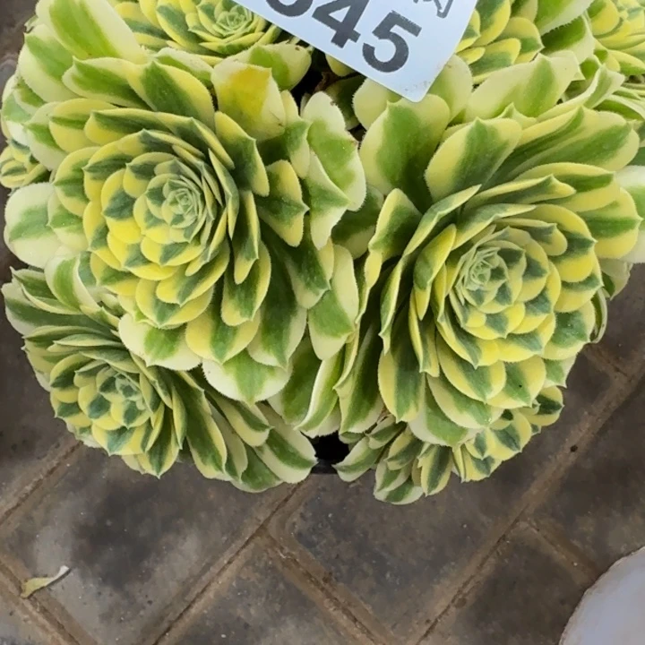 〽️迈巴赫丛林545肉肉