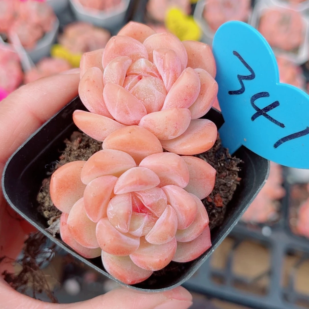 341号小老桩糖心双头