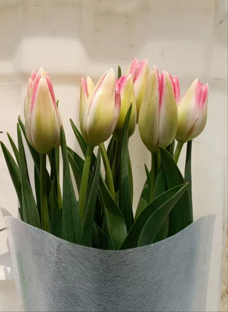 云舍鲜花精致米奇郁金香江苏产地直发全国包邮鲜切花养护派送