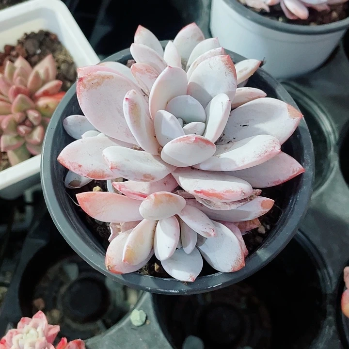 粉雪莲32一盆558555566889