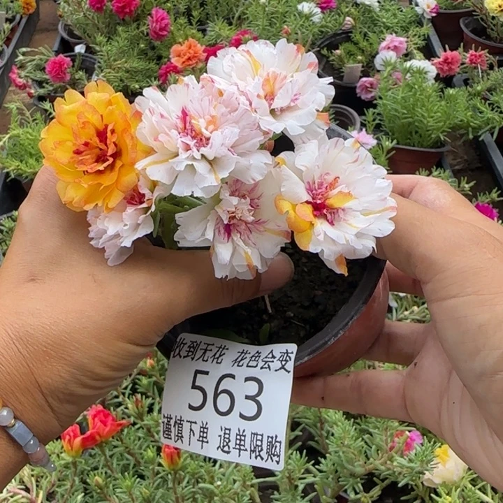 无花朵563超小苗盆口10cm