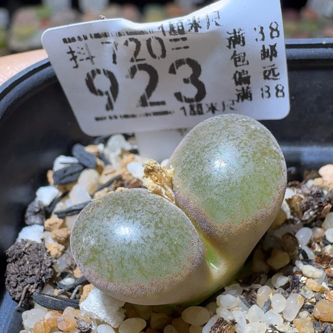 Sss精品便宜出923