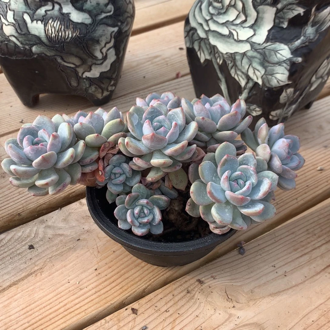 飞***6飞飞鱼突尼斯寄养多肉