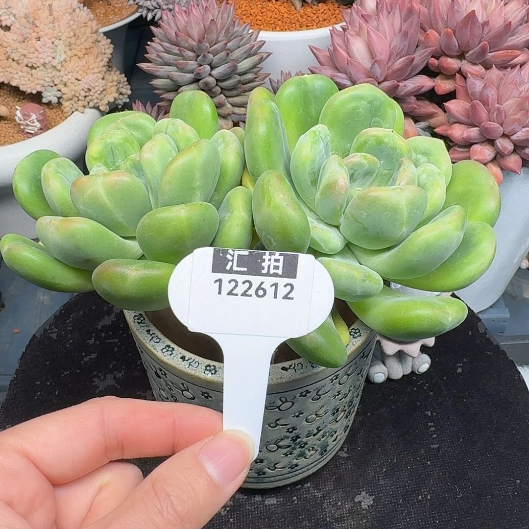 精品多肉植物122612