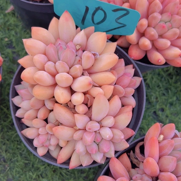 健健康康平平安安