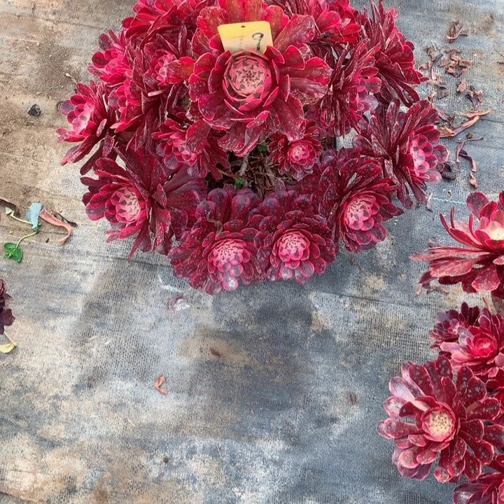 79红铜白多肉一物一拍