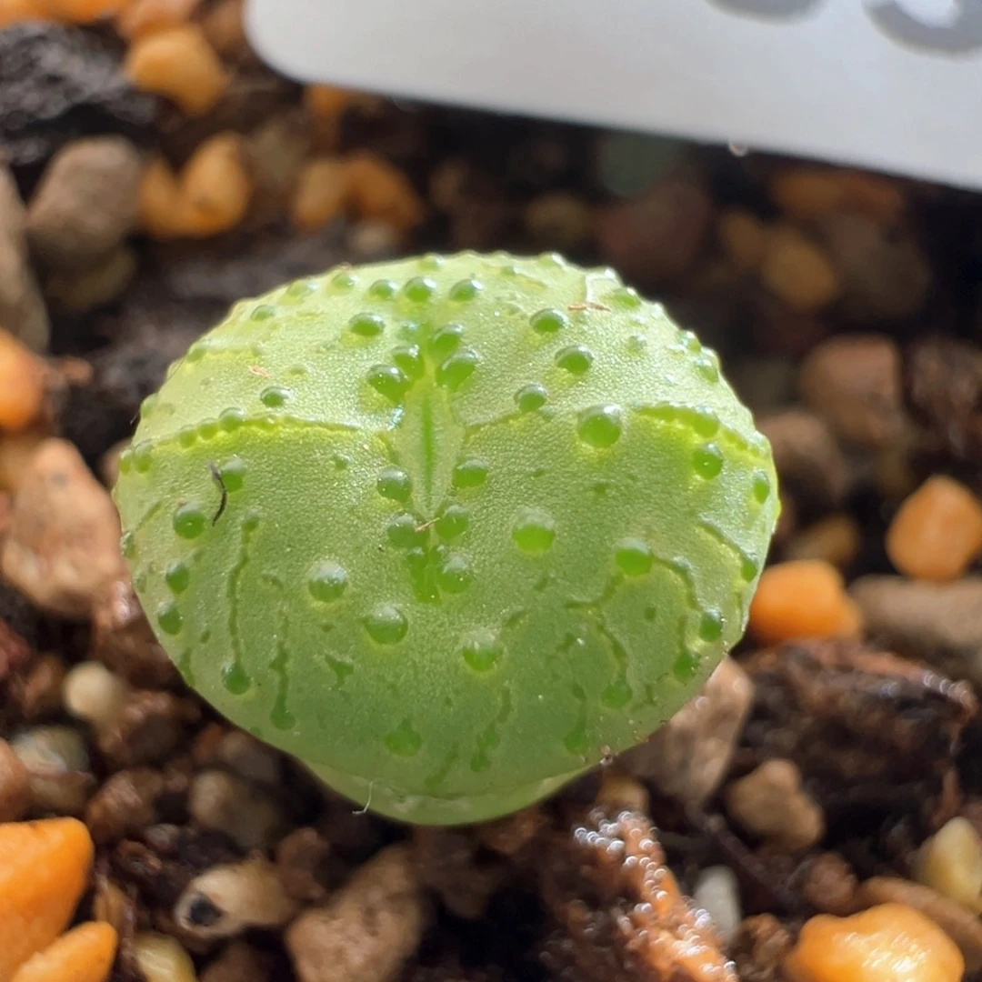 558。优选火龙果安贞