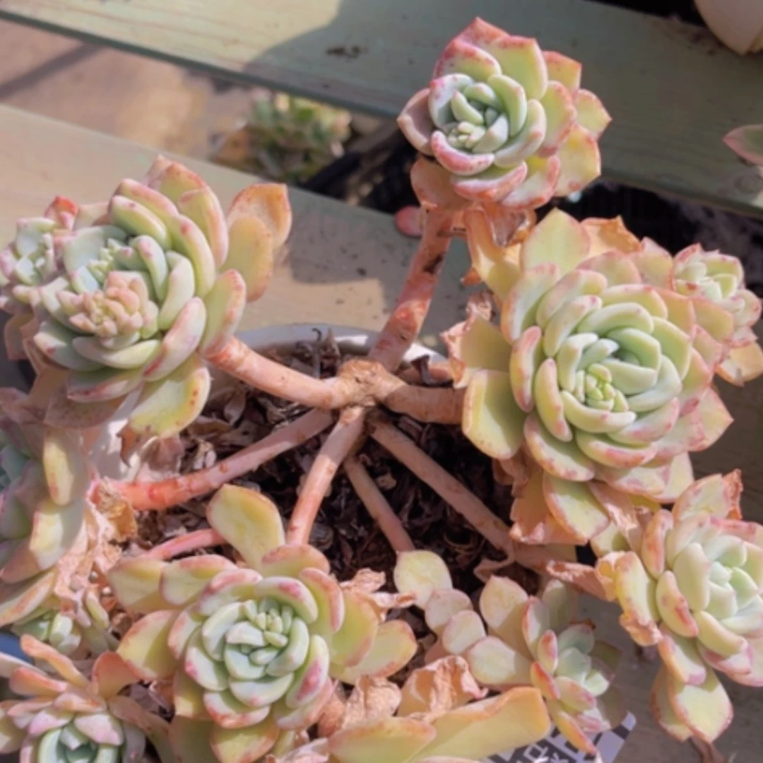 【闪购商品】千山雪1740处理