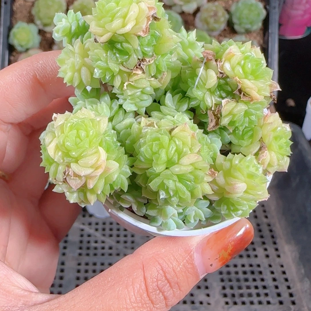 1022--59一物一拍