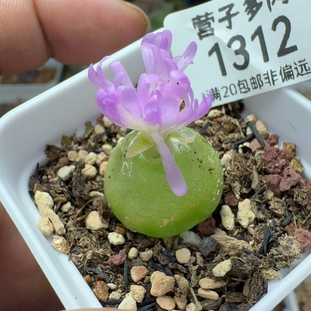 灯泡2.0带盆土。