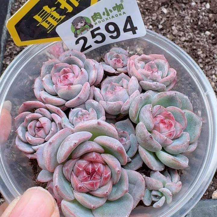 多肉植物多肉植物