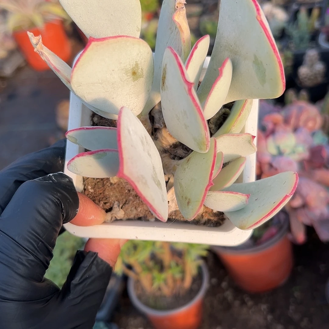 多肉植物白眉群生