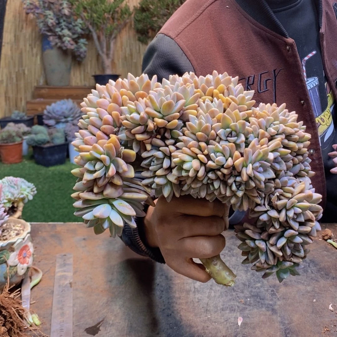 文*·183号淡雪缀多肉