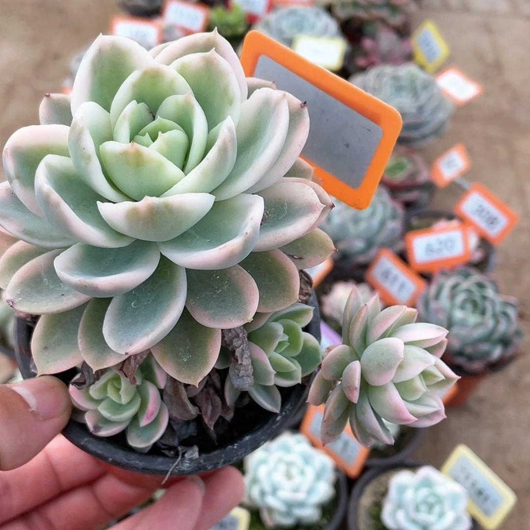 【闪购商品】346号