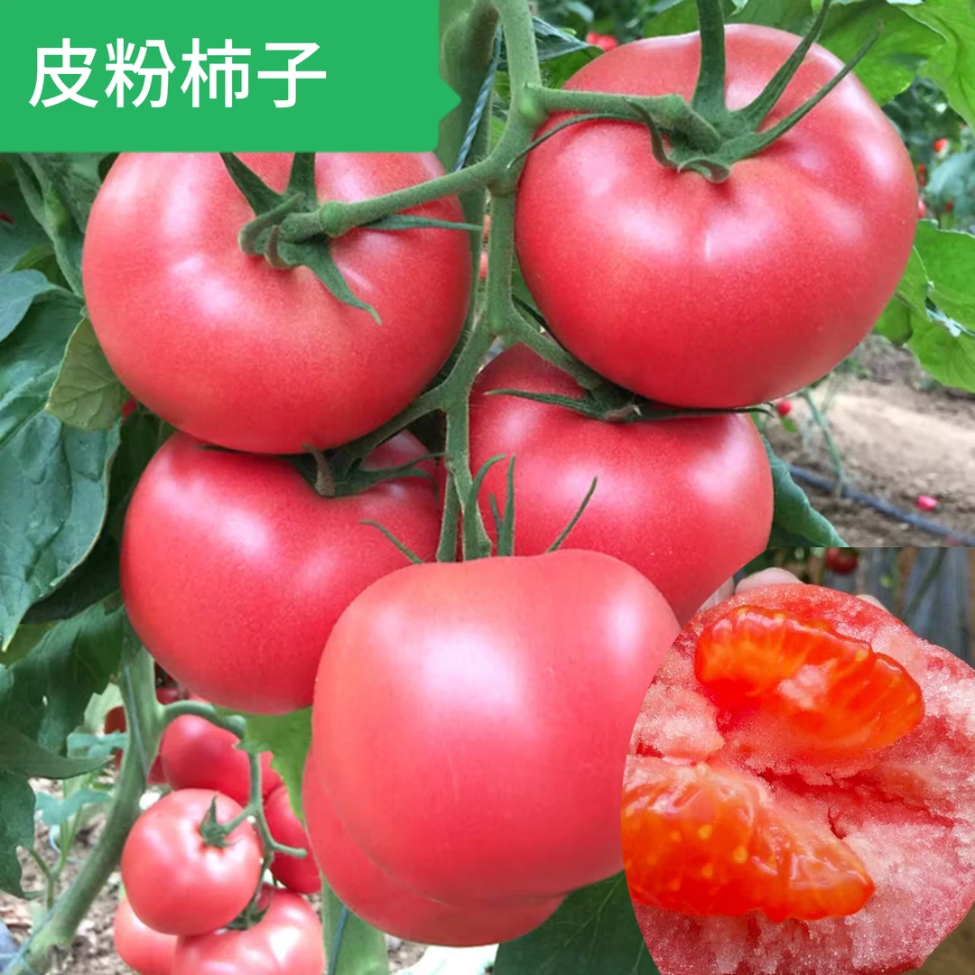 东北吉林大柿子毛粉柿子新鲜采摘多汁沙瓤