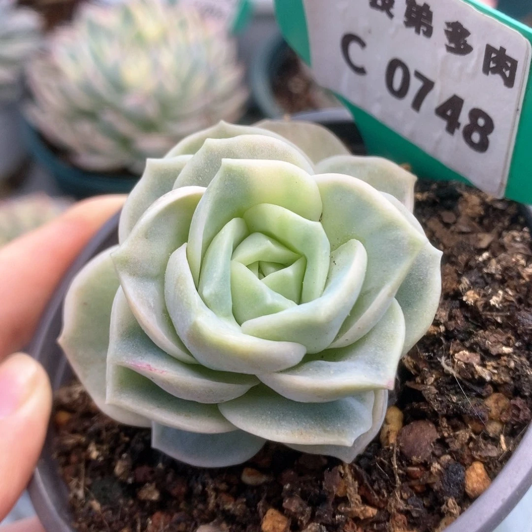 748可爱玫瑰锦锦锦锦锦