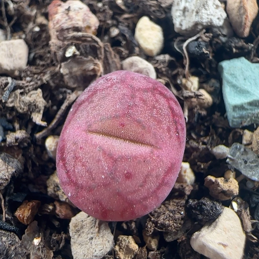 1105/吕杂/多肉植物
