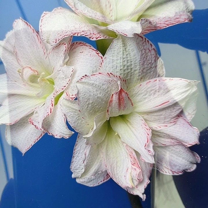 镶边石竹直径5+基地球