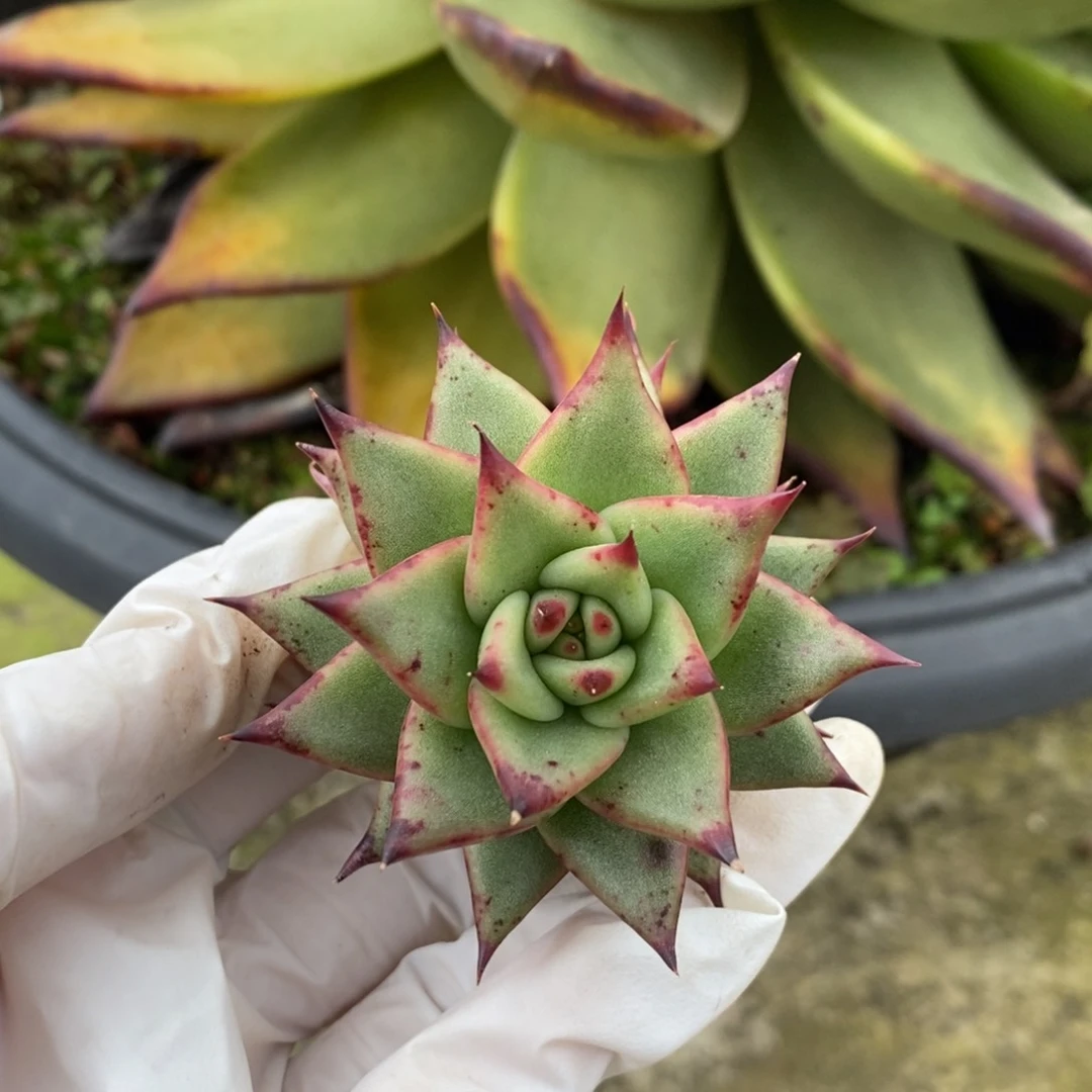 路*点点送路（绿巨人侧芽）运费