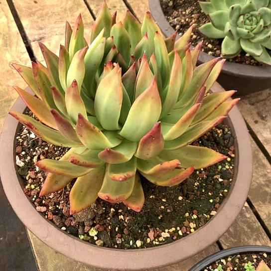 美肉特价活动开始啦