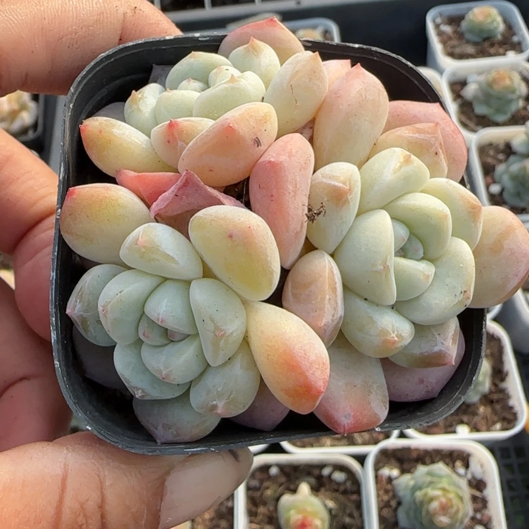 多肉小卡拉米糖心一物一拍