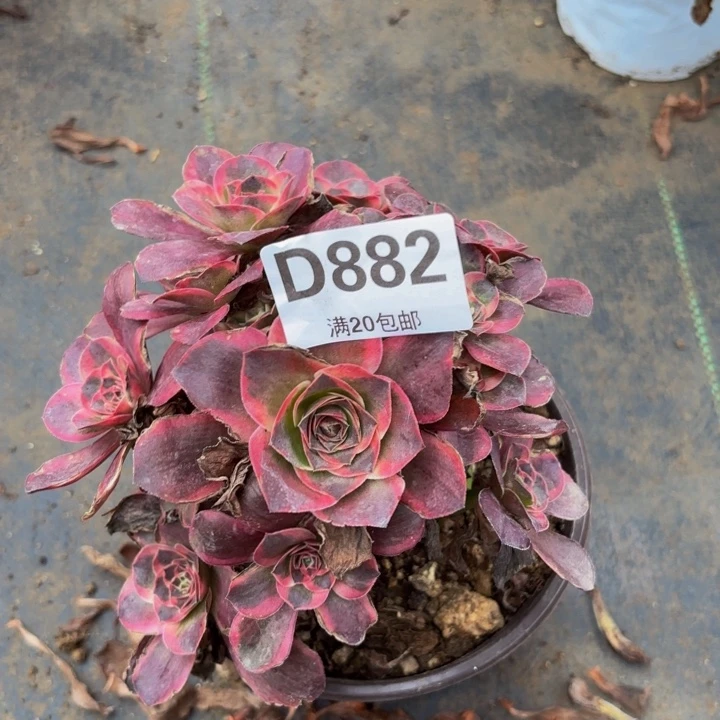 瑞妈多肉植物,882纳福