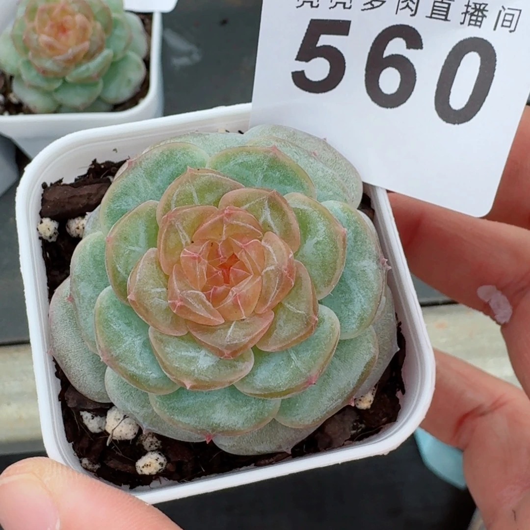 紫嫣珍妮            精美多肉植物